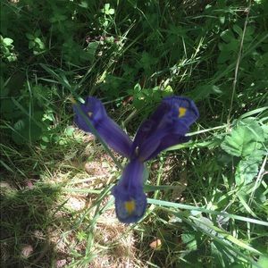 Meet your Posher, Iris